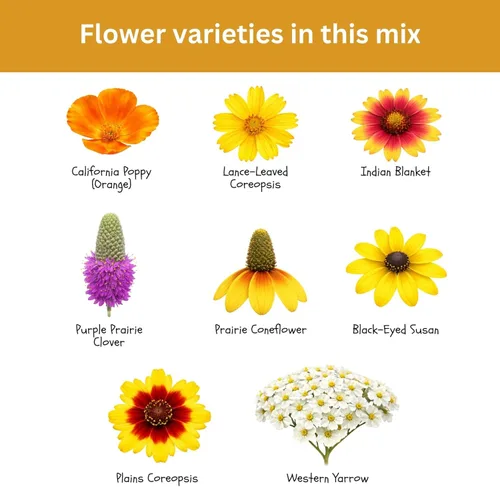 Miniatura 6 de Mezcla de flores silvestres tolerantes a la sequía, más de 20,000 semillas, paquete resellable extra grande de 1 onza - Semillas de flores sin OMG