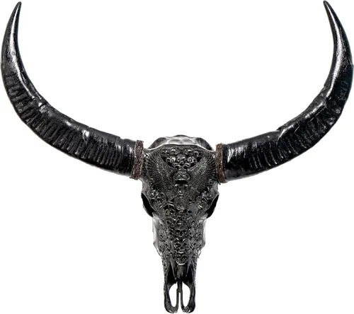 Miniatura 21 de Skull Bliss - Auténtica calavera de búfalo tallada a mano de taxidermia real/Decoración de pared única con calavera de toro real/Decoración genuina