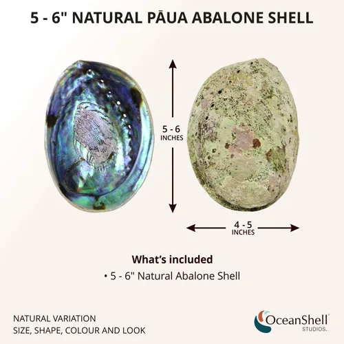 Miniatura 2 de Ocean Shell Studios - Concha de abulón natural premium de 5-6 pulgadas (Pāua) para sahumerio, limpieza del hogar, meditación, manualidades