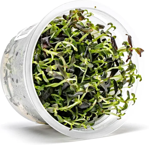 Miniatura 55 de Planta viva SubstrateSource - Hierba enana Eleocharis Belem cultivada en tejidos acuáticos para acuario - 100% libre de caracoles en copa in vitro