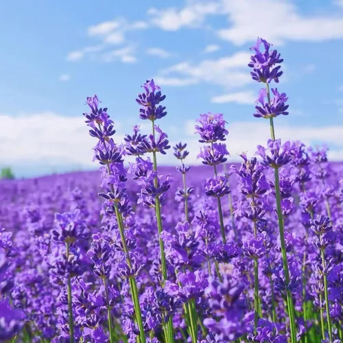 Miniatura 2 de ZEshops 1000 semillas de lavanda – Floraciones de reliquia fragantes sin OMG para plantar al aire libre, plantas perennes aptas para polinizadores