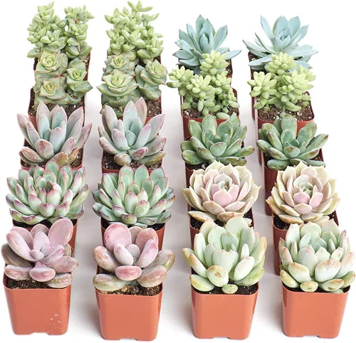 Shop Succulents Paquete de plantas suculentas pastel, colección a granel, mini plantas suculentas vivas, bajo mantenimiento, colores y texturas