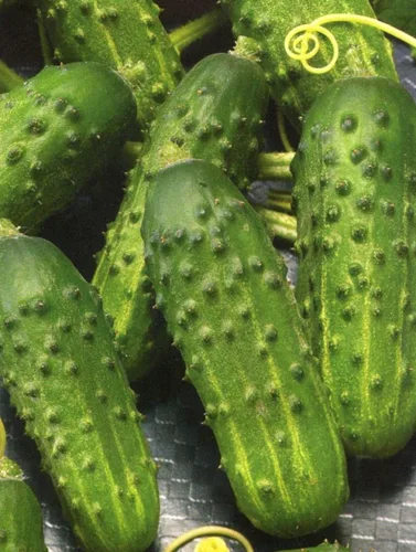 Miniatura 5 de Semillas raras de pepino Titus F1 Pickling Mid-Early Heirloom Vegetal para plantar 40 semillas sin OMG