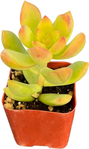 Miniatura 2 de Sprout N Green Sedum Golden Glow Sedum adolphi Golden Glow, 1 mini planta suculenta viva totalmente enraizada en maceta de 2 pulgadas, planta