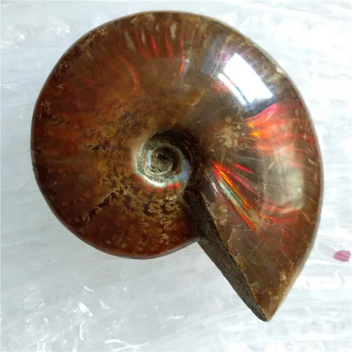 Miniatura 3 de LIXUAN Amonita Fósil Cleoniceras Iridesce Amonita Arco iris Espécimenes fósiles Amolita de Madagascar Fósil