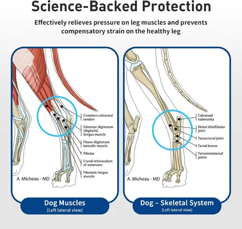 Miniatura 5 de Soporte ajustable para patas traseras de perro, soporte de horquilla y tobillo para perros mayores, recuperación de lesiones de ligamentos ACL