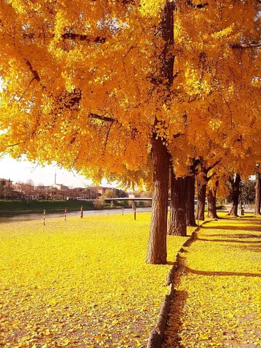 Miniatura 2 de TomorrowSeeds - Semillas de árbol de ginkgo biloba - Más de 15 unidades - para plantar culantrillo de culantrillo fósil plata, albaricoque, nuez