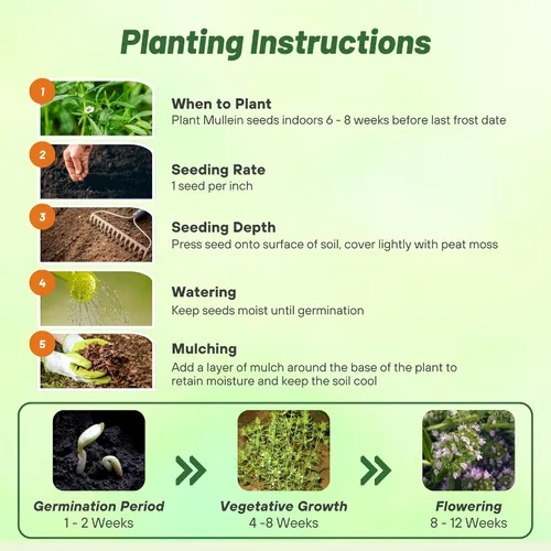 Miniatura 4 de Outsidepride Summer Savory Seeds - Semillas anuales de hierbas culinarias para plantar con hojas aromáticas, tolerantes a la sequía y compactas