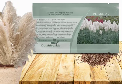Outsidepride Semillas de hierba de pampa blanca: 1,000 piezas. Hierba ornamental perenne, tolerante a la sequía para bordes de jardín grandes,