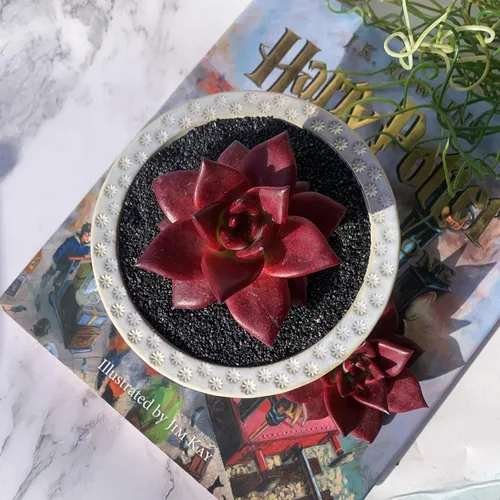 Miniatura 3 de Echeveria Agavoides v Romeo Rubin Grandes Plantas Suculentas Vivas Raras, 1 Cabeza 2-2.5" Raíz Desnuda Sin Maceta y Tierra, Decoración de Jardín