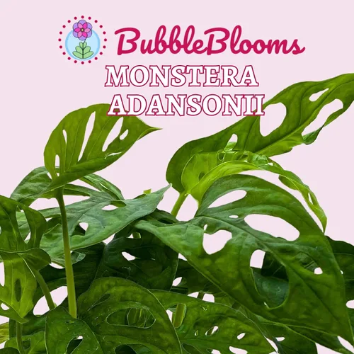 Miniatura 2 de BubbleBlooms Planta de queso suizo Monstera Adansonii, vive en una maceta de 4 pulgadas por BubbleBlooms