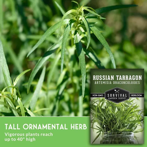 Miniatura 5 de Semillas de estragón ruso para plantar, hierba culinaria de reliquia, semillas perennes de polinización abierta sin OMG para cultivar, semillas