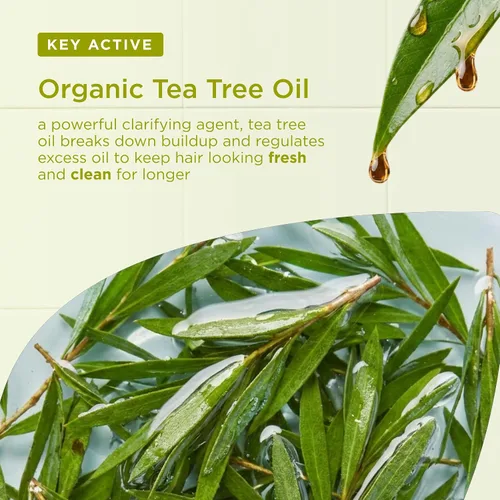 Miniatura 4 de Organic Doctor Árbol de té, champú, 9 onzas líquidas