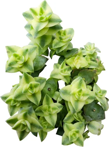 Miniatura 8 de Caja de suculentas Colección única de suculentas de Crassula vivas, fáciles de cultivar, planta de interior para el hogar, totalmente enraizadas