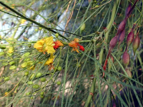 Miniatura 3 de 1-1000pcs Semillas de árbol de Palo Verde mexicano Jellybean, Parkinsonia Jerusalén Espina Flor Amarilla, Vendedor de EE. UU. 0131 (50 semillas)