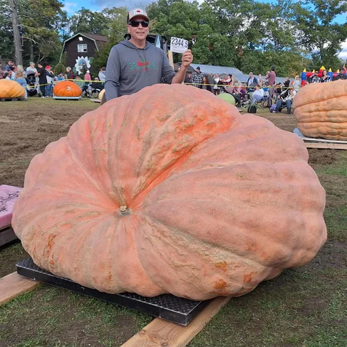 Semilla de calabaza gigante 2344.5 libras Wallace Organic Wonder