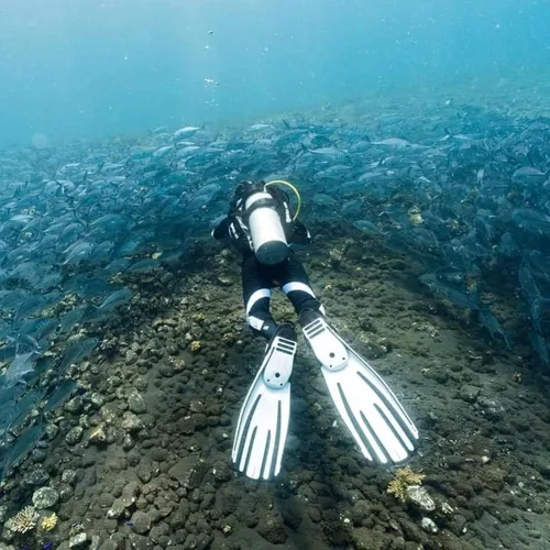 Miniatura 2 de Mares Avanti Quattro Plus aletas para natación sin talón con correa Blanco