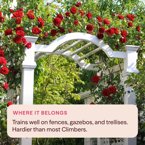 Miniatura 7 de Rosas trepadoras de reliquia, planta de raíz propia viva para jardín al aire libre, Dublin Bay®, ligeramente fragantes, zonas de rusticidad 5-10