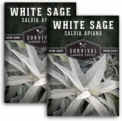 Survival Garden Seeds - Semillas de salvia blanca para plantar - Cultiva hierbas para manchar sostenibles - 2 paquetes con instrucciones para