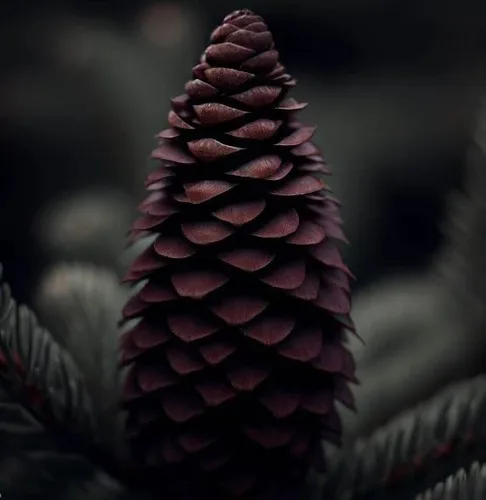 Miniatura 7 de Picea omorika (abeto serbio) Semillas de árbol, madera fuerte y duradera, semillas de MySeeds.Co, usted elige