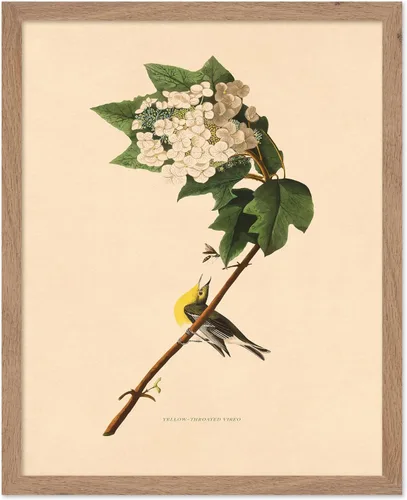 Miniatura 45 de Poster Master Póster Vintage de Plantas Cultivadas - Impresión Botánica Retro - Arte de Flores - Arte de Plantas - Regalo para Hombres y Mujeres