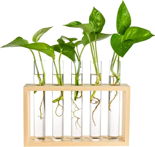 Miniatura 10 de Estación de propagación de plantas de madera de 5 tubos, soporte de terrario de vidrio de mesa para esquejes hidroponía, decoración de escritorio