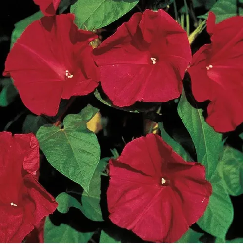 Miniatura 2 de Scarlet O' Hara Morning Glory - Más de 100 semillas, hermosas flores largas de temporada
