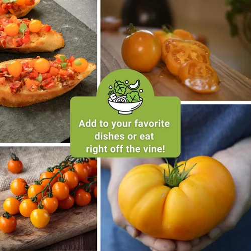 Miniatura 6 de Sow Right Seeds - Colección de semillas de tomate amarillo y naranja para plantar - Brandywine, Jubilee, Kellog's Breakfast, pera amarilla y cereza
