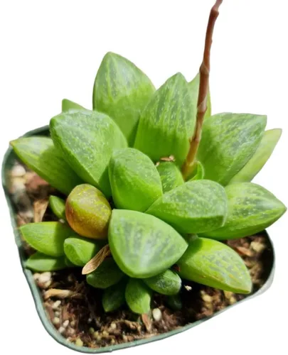 Miniatura 8 de Plantas Haworthia vivas (maceta de 2" retusa f. geraldii)