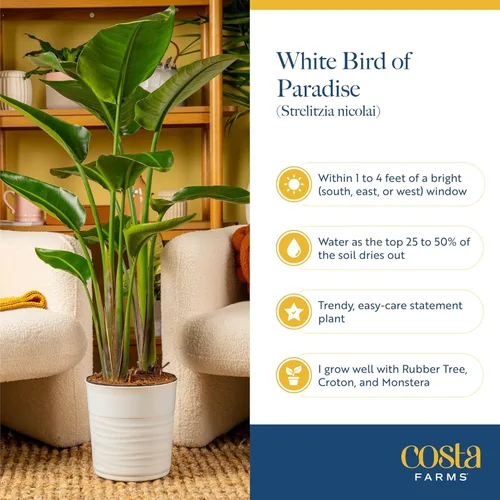 Miniatura 6 de Costa Farms White Bird of Paradise - Planta viva en maceta decorativa, planta de interior grande, perfecta para decoración del hogar, habitación u