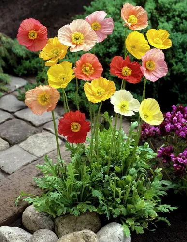 Miniatura 3 de 1000 Semillas Oriental Amapola Papaver Mezcla Flores Perennes Sin OGM