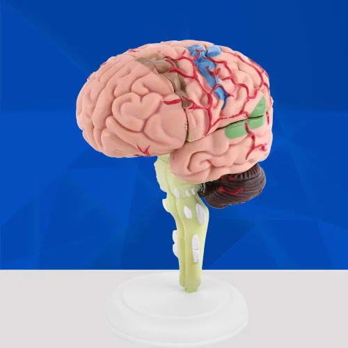 Miniatura 5 de Modelo de cerebro humano, modelo cerebral anatómico médico con arterias para ciencias Exhibición de estudio en el aula Modelo médico de enseñanza