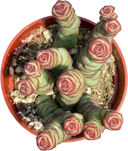 Collar de bebé Crassula de 4 pulgadas, plantas suculentas vivas, plantas suculentas raras totalmente arraigadas en suelo suculento, planta viva