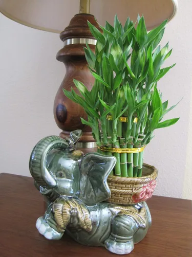 Jarrón de cerámica de elefante de tamaño jumbo con 3 niveles de 4 pulgadas, 6 pulgadas y 8 pulgadas de calidad Lucky Bamboo Plant
