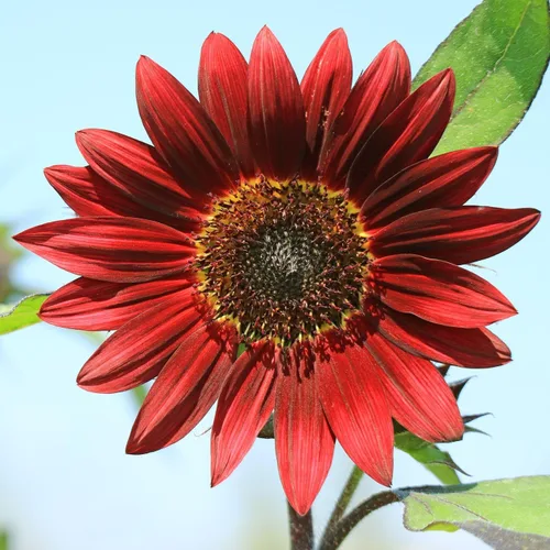 Miniatura 3 de TomorrowSeeds - Velvet Queen Sunflower Seeds - 1 Pound Bulk - for 2026 Planting Pollinator-Friendly Garden Flowers Big Red Sun Flower Pink Rose