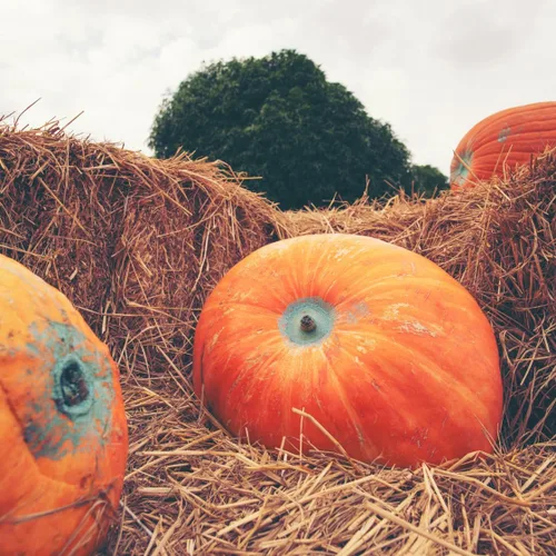 Miniatura 6 de Brownie Brand - Semillas de calabaza gigante del Atlántico - Semillas tradicionales sin OMG para cultivar calabazas masivas de hasta 1,000 libras