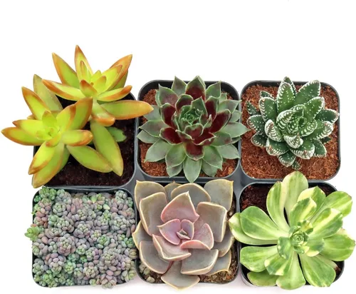 Miniatura 2 de Mountain Crest Gardens Paquete de Variedad Definitiva de Suculentas - 6 Plantas Vivas Únicas, Enraizadas en Macetas de 2 Pulgadas - Suculentas