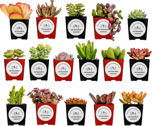 Paquete misterioso de plantas suculentas vivas, variedad de plantas bien enraizadas en macetas de 2 pulgadas, plantas de interior reales, pequeñas,