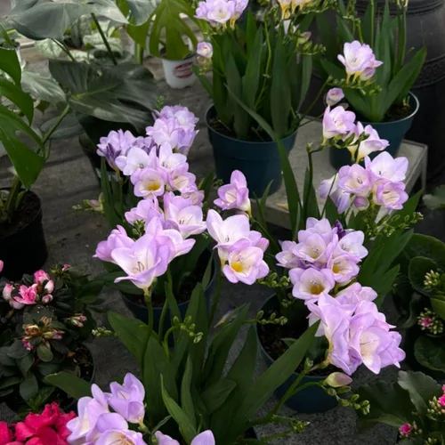 Miniatura 4 de Fresia - Bulbos de flores "Delta River" – Flores moradas fragantes, ideales para flores cortadas y ramos, plantas perennes fáciles de cultivar