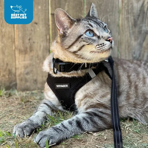 Miniatura 157 de Best Pet Supplies Voyager Step-in Air Arnés – Malla para todo clima, reflectante, arnés antitirones para perros y gatos, seguro con cierre de gancho