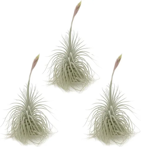 Miniatura 20 de ragnaroc Air Plants - Tillandsia Caput Medusae Floreciente, Grande 5-7" - 1ct - Llegada Viva Garantizada - Plantas de Casa para Decoración del Hogar