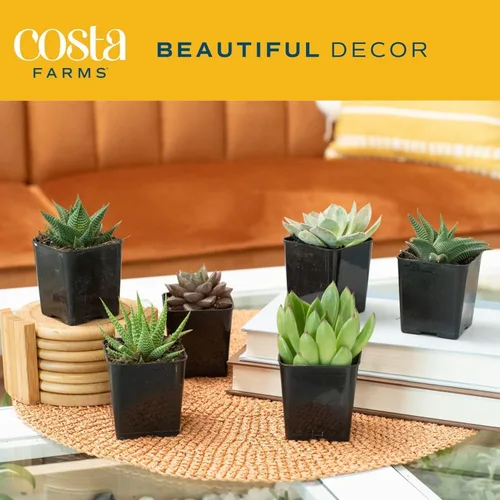 Miniatura 2 de Mini suculentas Costa Farms, plantas de interior vivo, con raíz, 2 pulgadas de alto, en maceta cultivadora, paquete de 11 Maceta de cultivo