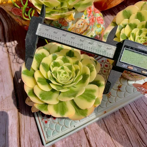 Miniatura 3 de Aeonium Maibakh - Kit de suculentas con maceta de plástico, planta viva de 3 pulgadas, tierra comprimida y guía, para escritorio de jardín y oficina