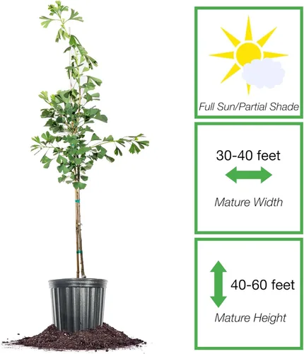 Miniatura 2 de Perfect Plants Árbol de Ginkgo de 5 galones Árbol vivo para paisajismo Árbol de sombra y colores otoñales