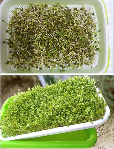 Miniatura 3 de Paquete de 150 piezas de papel germinante de cultivo germinante, germinación de microgreens vegetales, papel de siembra de 7.8 x 11.4 pulgadas. Apto