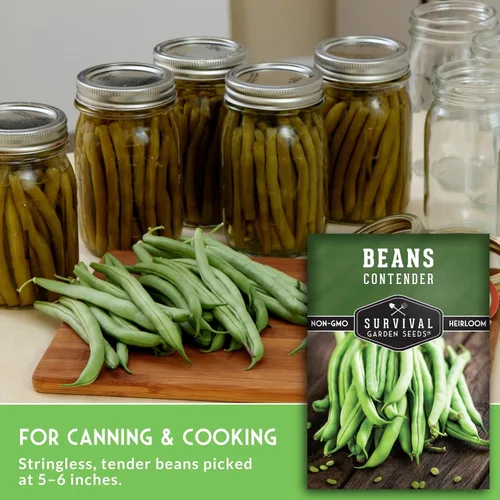 Miniatura 5 de 1 paquete de semillas de frijol Contender Bush para plantar con instrucciones para cultivar deliciosos judías verdes sin cuerda en tu huerto casero