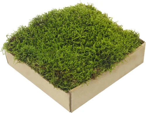 Musgo preservado para manualidades, plantas en maceta, 2 pies cuadrados, tapete de musgo preservado natural seco para macetas, manualidades,