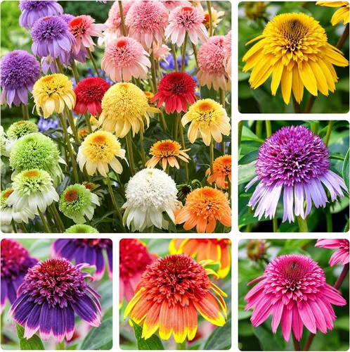 Más de 200 semillas de equinácea de equinácea de mezcla perenne para plantar, semillas de flores de plantas raras sin OMG