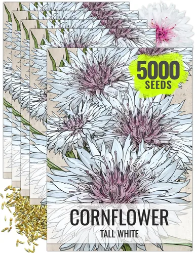 Miniatura 10 de Seed Needs, Semillas de aciano azul enano, 1500 semillas para plantar Centaurea cyanus, flores silvestres polinizadas abiertas para cultivar un