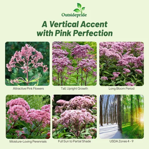 Miniatura 2 de Outsidepride Joe Pyeweed Eupatorium Seeds - 5000 semillas de flores perennes fáciles de cultivar, no invasivas para plantar para jardines